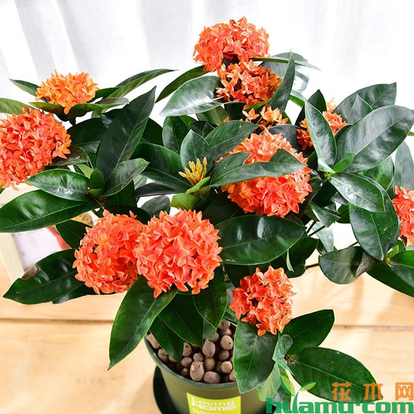 龙船花