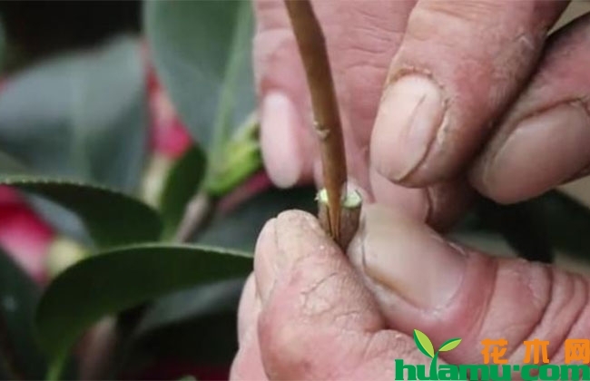 月季嫁接茶花方法有哪些? 月季嫁接茶花方法有哪些?