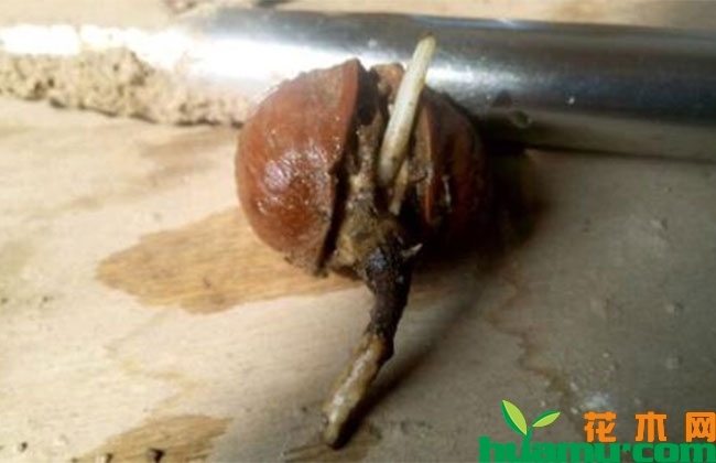 盆栽核桃种植几年结果？