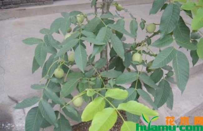 盆栽核桃种植几年结果? 盆栽核桃种植几年结果?