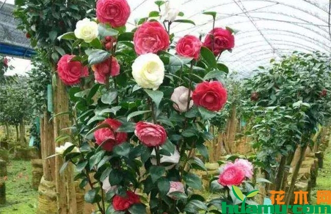 月季嫁接茶花方法有哪些? 月季嫁接茶花方法有哪些?