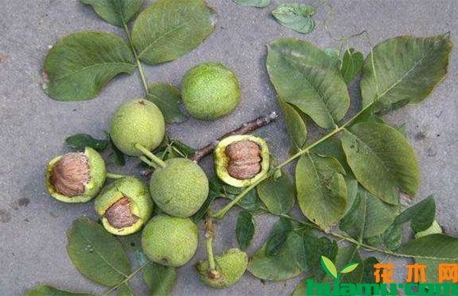 盆栽核桃种植几年结果? 盆栽核桃种植几年结果?