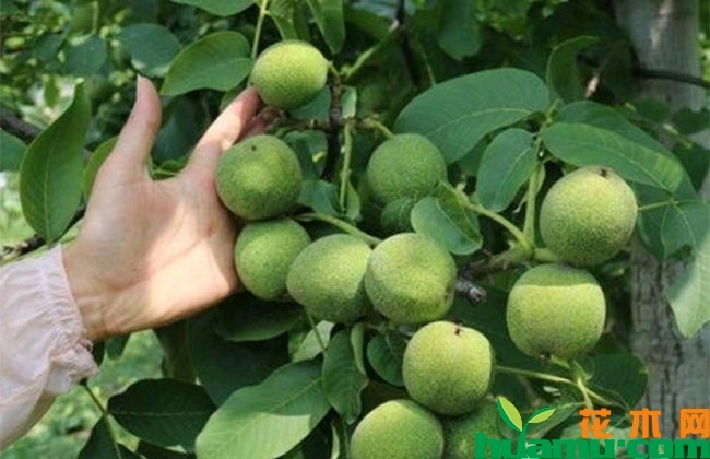 盆栽核桃种植几年结果? 盆栽核桃种植几年结果?