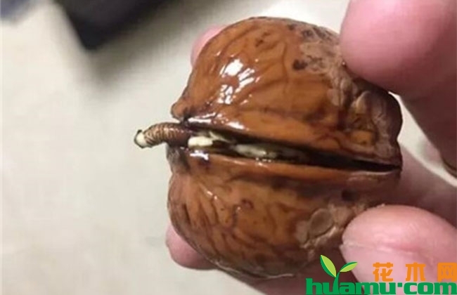 盆栽核桃种植技巧