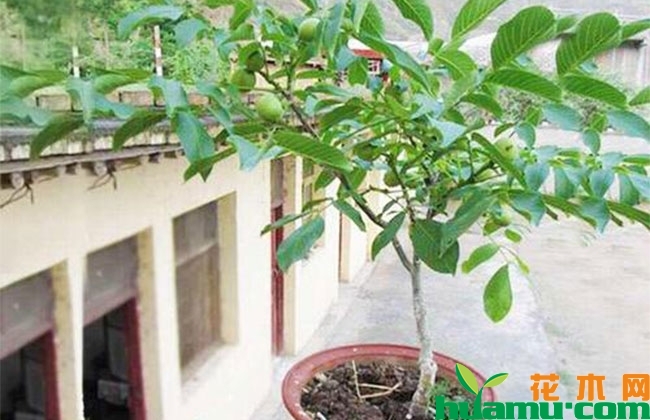 盆栽核桃种植技巧 盆栽核桃种植技巧