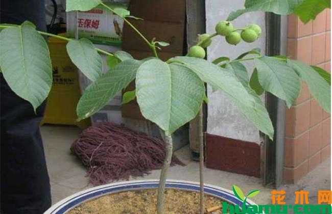 盆栽核桃种植技巧 盆栽核桃种植技巧