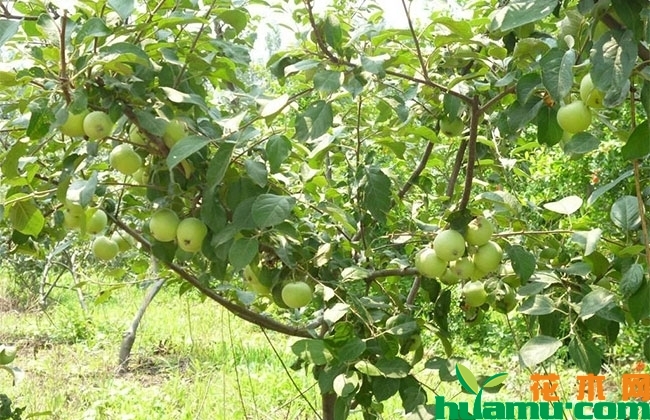苹果树果实膨大期管理重点 苹果树果实膨大期管理重点