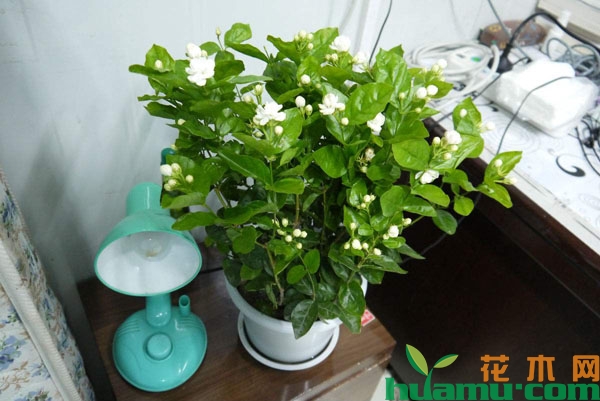 茉莉花不服盆怎么办？