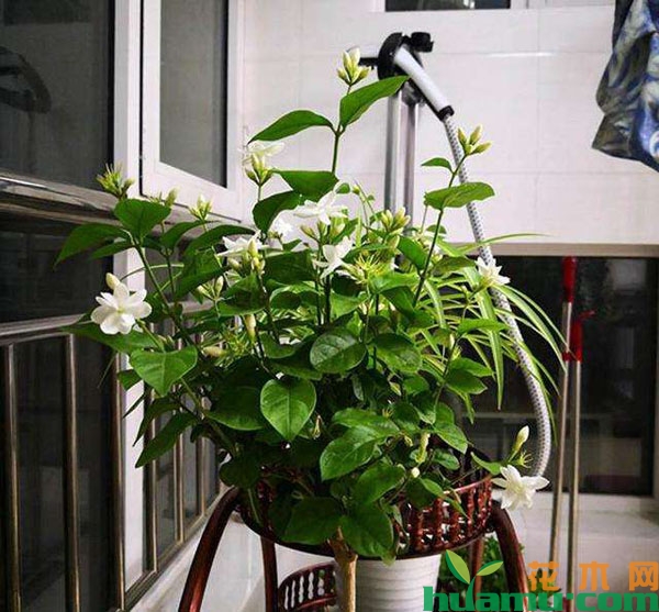 茉莉花
