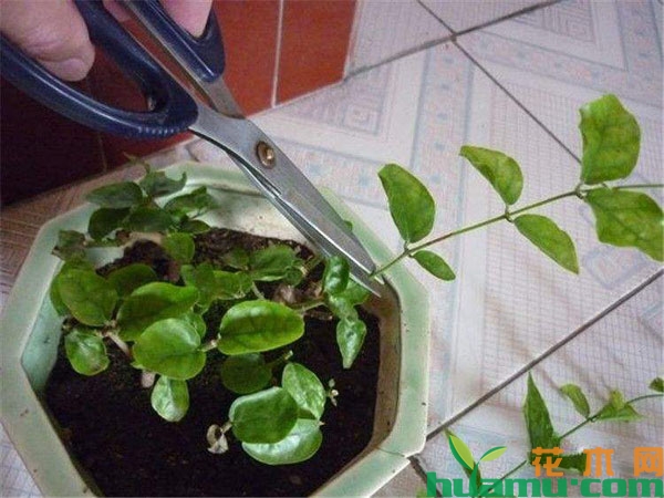 茉莉花