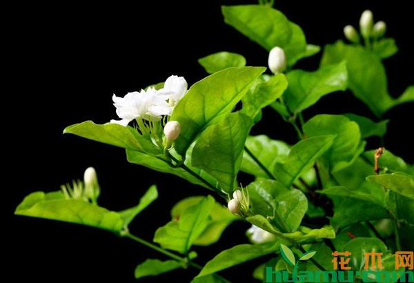 茉莉花