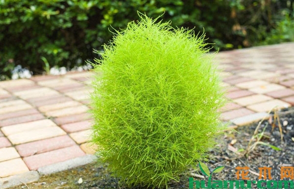 地肤草