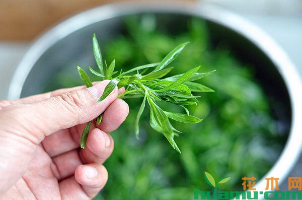 地肤草