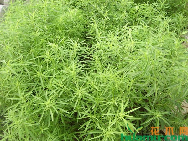 地肤草