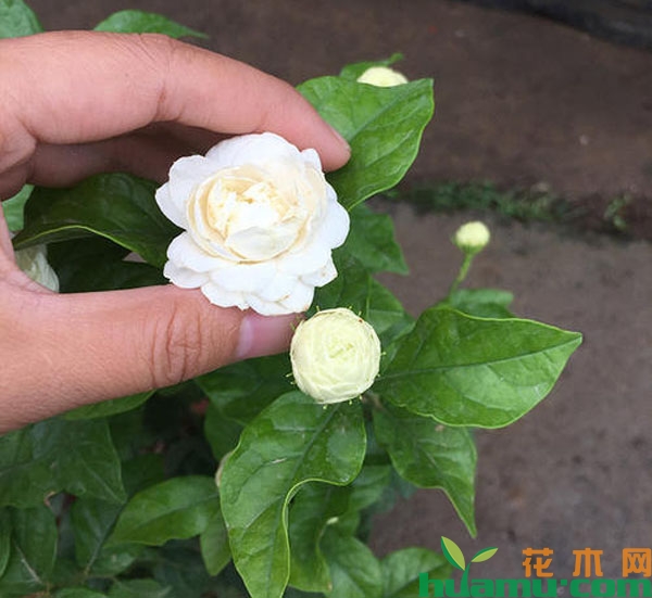 茉莉花