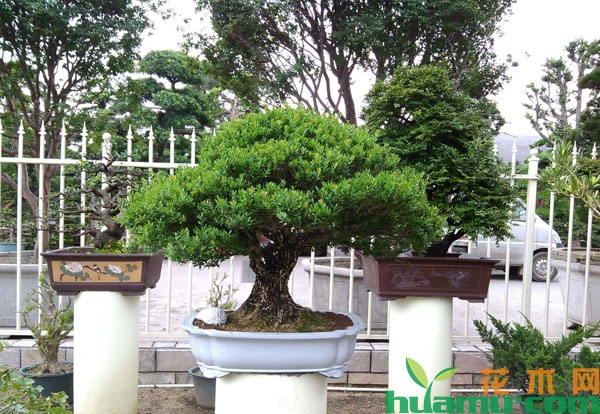 小叶黄杨盆景的培育方法