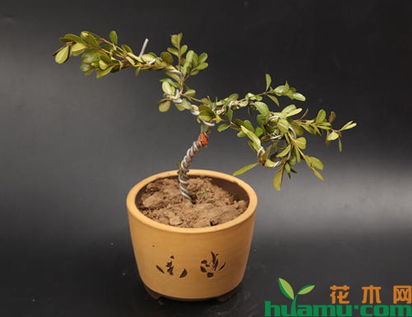小叶黄杨盆景