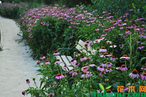 紫松果菊