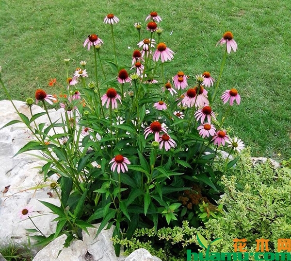 紫松果菊