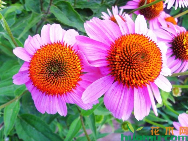 紫松果菊