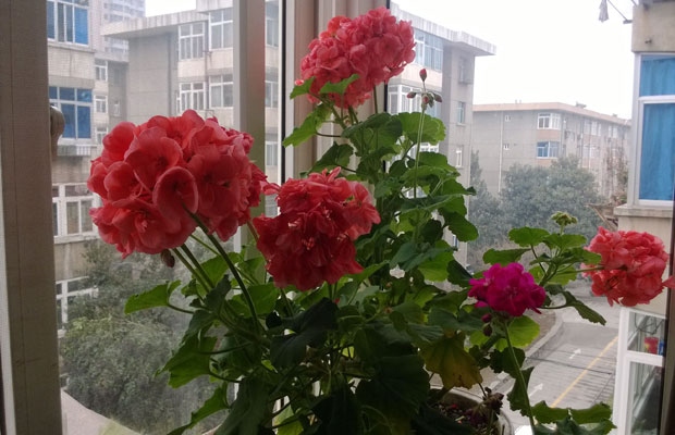 盆栽天竺葵怎么养？天竺葵盆栽的养护方法