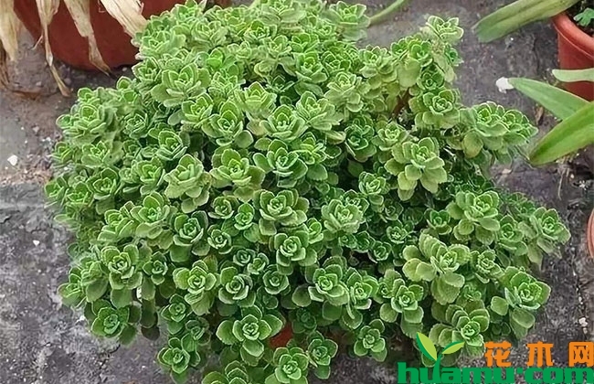 碰碰香徒长怎么办? 碰碰香徒长怎么办?
