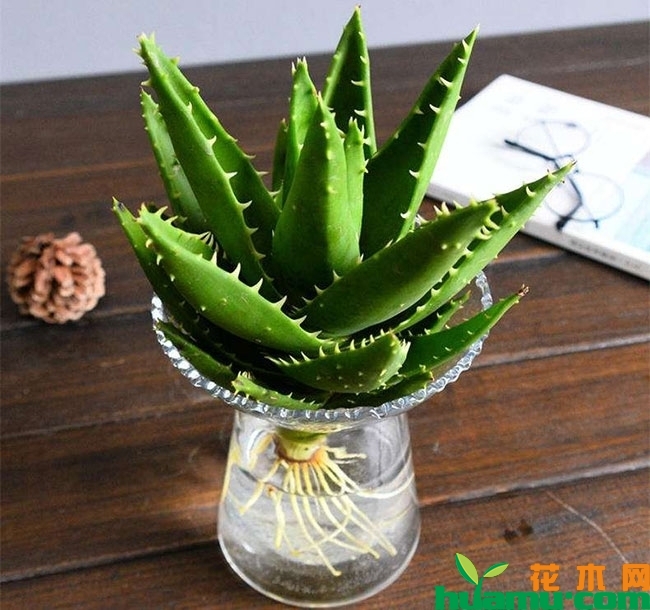 水培芦荟怎么养生根快? 水培芦荟怎么养生根快?