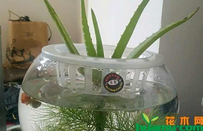 水培芦荟怎么养生根快? 水培芦荟怎么养生根快?