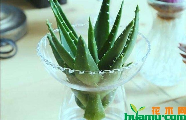 水培芦荟怎么养生根快? 水培芦荟怎么养生根快?