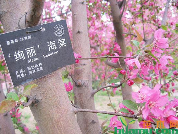 绚丽海棠选苗要避开4个坑