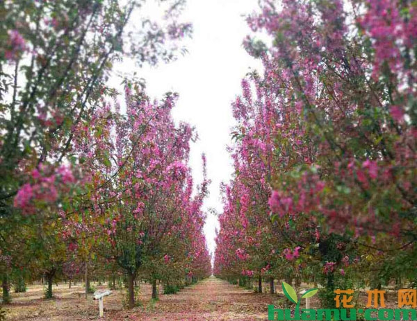 绚丽海棠