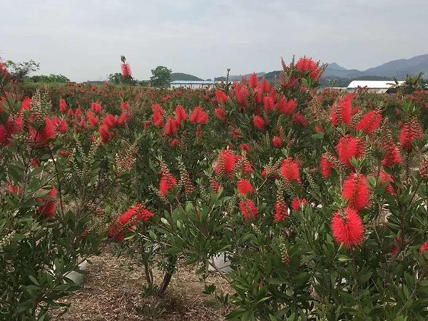 红千层