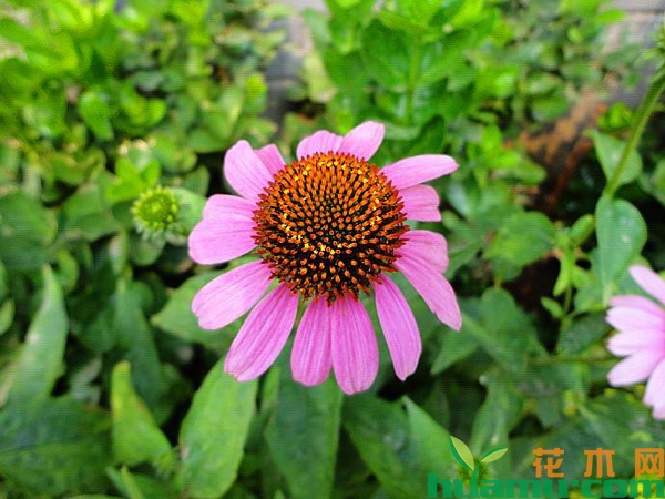 松果菊