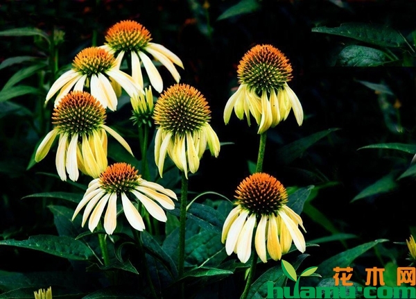 松果菊