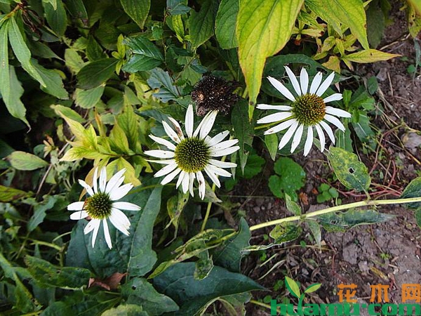 松果菊