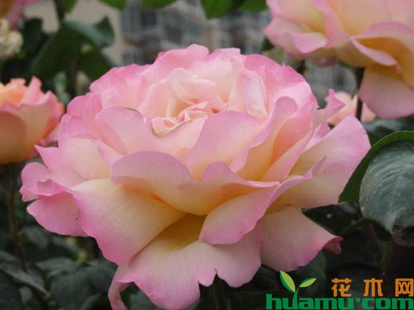 伊芙繁花都市的养殖技术