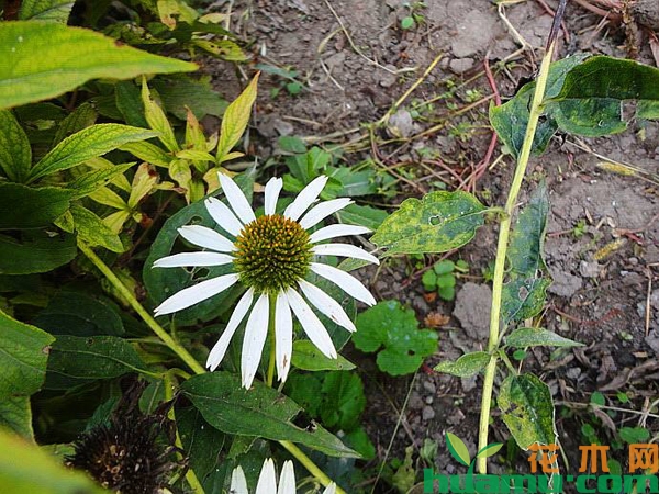 松果菊