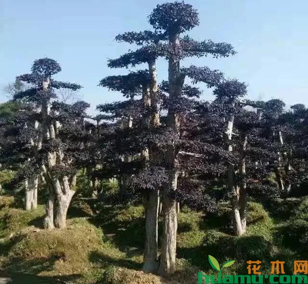反季节移栽，苗木起挖和运输要做好4重防护
