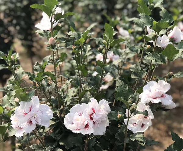 木槿