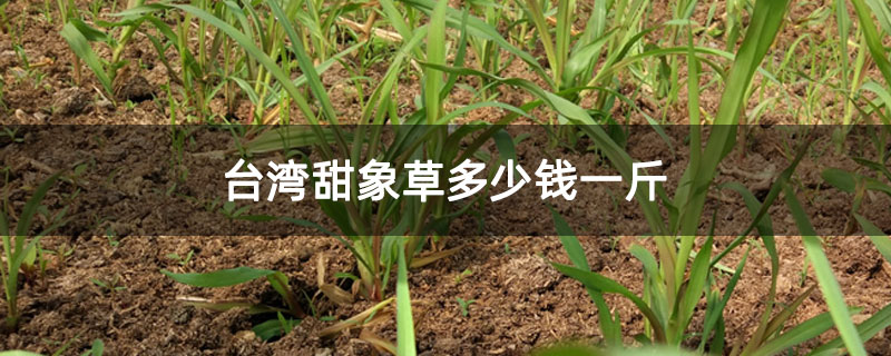 台湾甜象草多少钱一斤