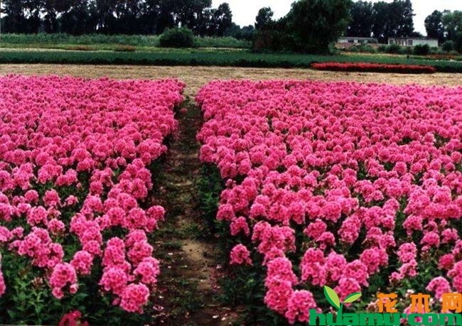 宿根福禄考花种植时间.jpg
