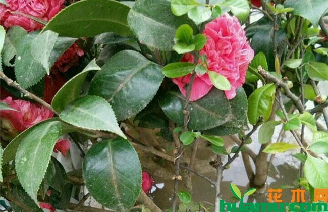 茶花盆景管理方法 茶花盆景管理方法