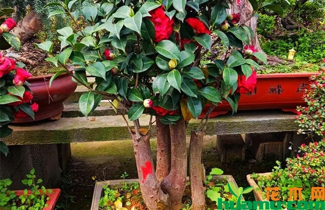 茶花盆景管理方法 茶花盆景管理方法