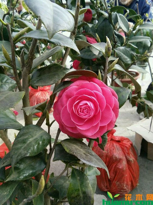 茶花盆景管理方法 茶花盆景管理方法