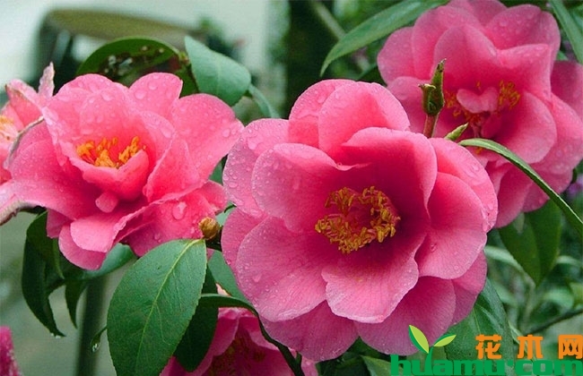 茶花盆栽管理方法