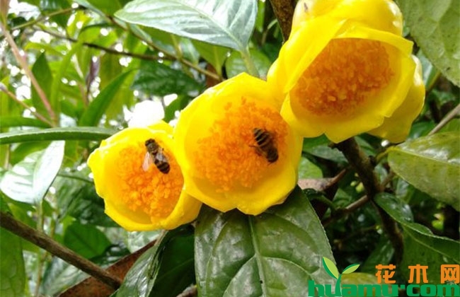 茶花盆栽管理方法 茶花盆栽管理方法