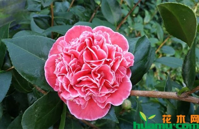 茶花盆栽管理方法 茶花盆栽管理方法