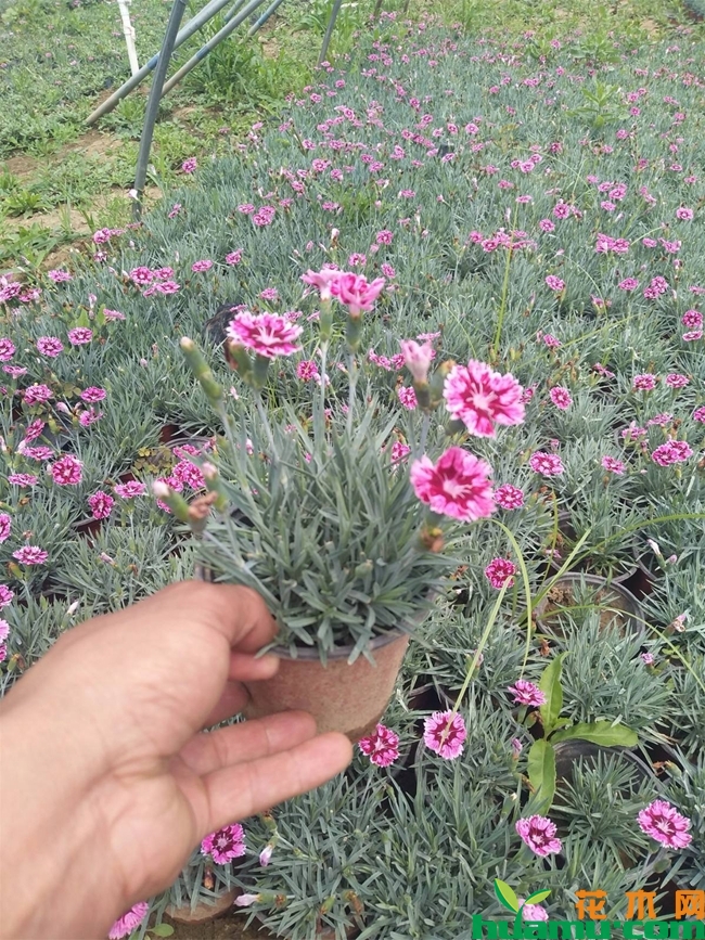 宿根福考种植方法.jpg