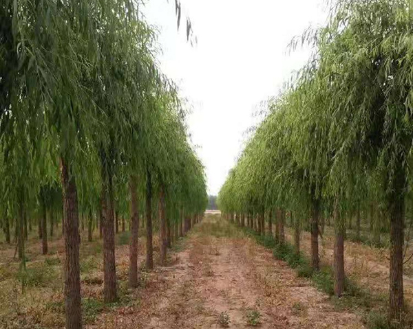 缓解城市热岛效应，这些植物功不可没！