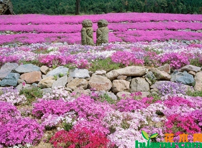 宿根福禄考.jpg